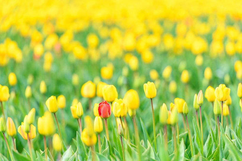 Red tulip in a field of yellow by Sjoerd van der Wal Photography