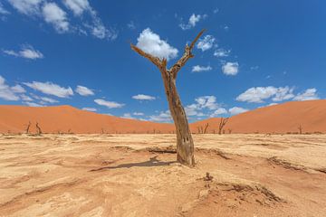 Deadvlei Namibië, zuidelijk Afrika van lousfoto
