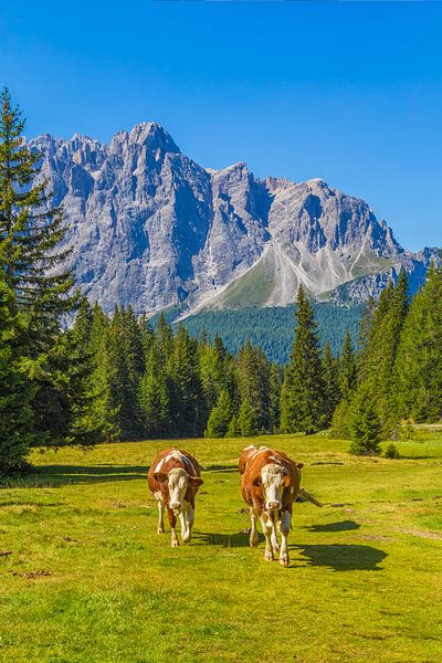 Koeien in de Dolomieten in Italië - 2 van Tux Photography