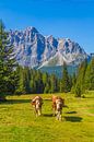 Koeien in de Dolomieten in Italië - 2 van Tux Photography thumbnail