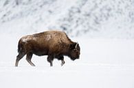 Amerikanischer Bison ( Bison bison ), Bulle läuft in typischer Haltung durch Schnee, Winter im Yello van wunderbare Erde thumbnail