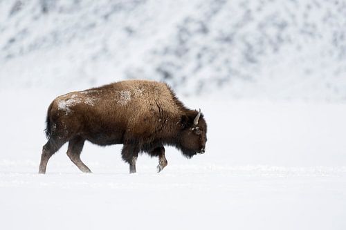 Amerikanischer Bison ( Bison bison ), Bulle läuft in typischer Haltung durch Schnee, Winter im Yello