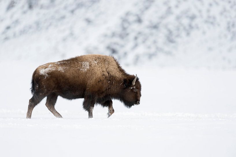 Amerikanischer Bison ( Bison bison ), Bulle läuft in typischer Haltung durch Schnee, Winter im Yello van wunderbare Erde