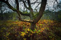 Groene boom in de duinen