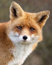 Nahaufnahme eines Rotfuchses von Patrick van Bakkum