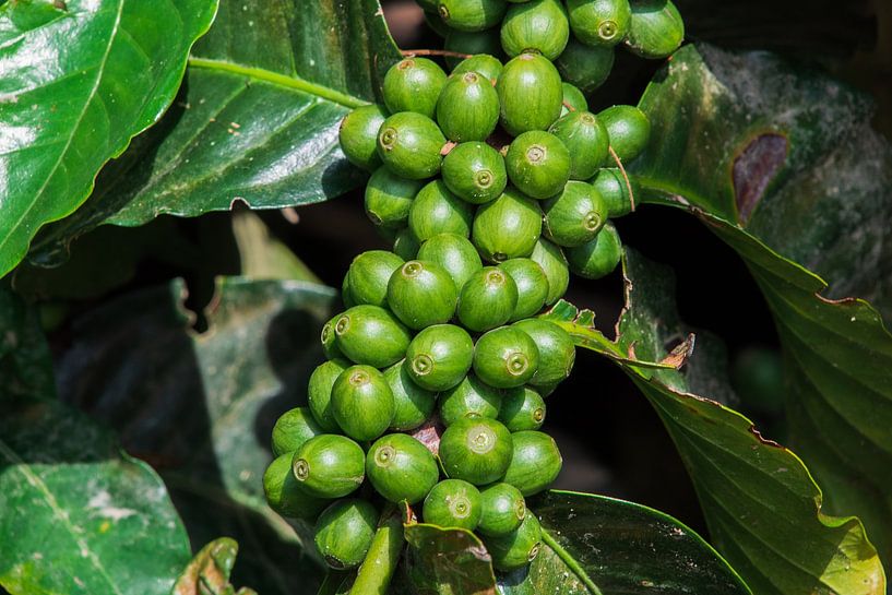 Grüner Kaffee – Die Schönheit der noch unreifen Bohnen von NZME Photography
