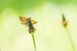 Ein Schmetterling wacht an einem neuen Tag auf von Francis Dost