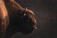 the European Bison