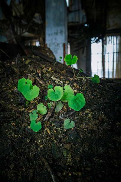 La vie trouve son chemin - La nature reconquiert les oubliés par Infinite Decay