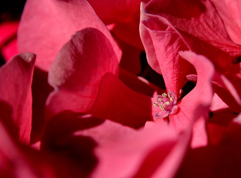 Hortensia by Leo Langen