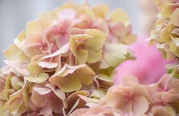 Roze hortensia