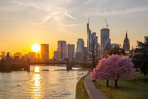 Mandel Blüten Baum am Main in Frankfurt vor der Skyline