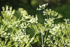 Bezaubernder Doldenblütler von Bianca ter Riet