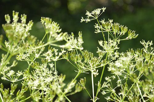 Ombellifère enchanteresse