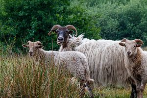 Thickhorn sheep
