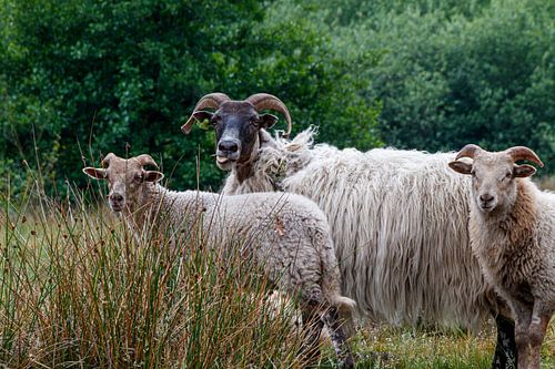 Moutons à grosses cornes