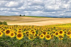 Landschap met zonnebloemen van Art by Fokje