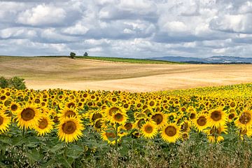 Landschap met zonnebloemen van Art by Fokje