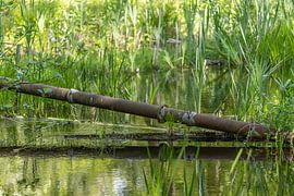 Wasserlaufwald von henk bouwhuis