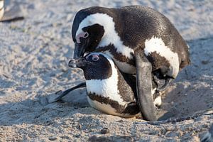 Verliebte Pinguine