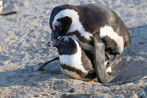 Penguins in love