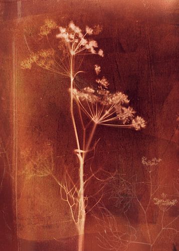 Sweet fennel by RAR KRAMER - Visual poet