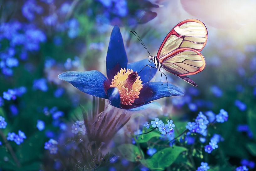 Butterfly in white on flower in blue by Atelier Liesjes