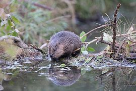jonge Europese bever Zwabische Alb Baden Wuerttemberg Duitsland