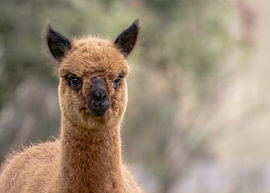 Alpaca in Warm Natural Tones by Niwo Photography
