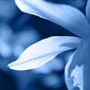 Blauw getinte abstracte narcis bloem van Imladris Images
