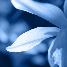 Blue Toned Abstract Floral Daffodil by Imladris Images