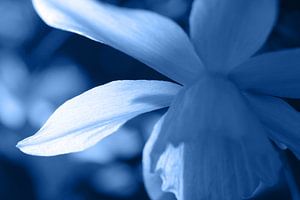 Blauw getinte abstracte narcis bloem van Imladris Images