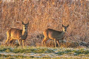 Roe deer on the edge of a reed area in the Weerribben-Wieden