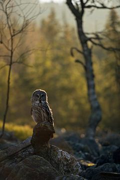 Great Grey Owl *Strix nebulosa* van wunderbare Erde