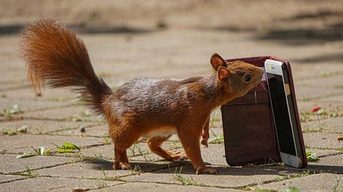 Nut emergency call centre