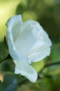 Weiße Rose von hetty'sfotografie
