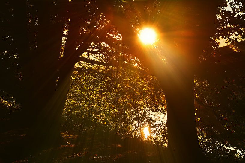 Gegenlicht 4 par Edgar Schermaul