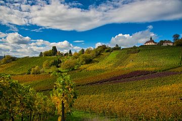 Colourful vineyards in Gengenbach in the Black Forest by Tanja Voigt