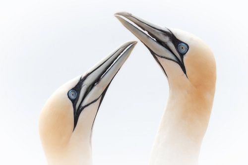 Jan van Gent Helgoland