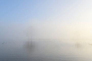 Vom Fluss IJssel aufsteigender Nebel an einem kalten Wintermorgen von Sjoerd van der Wal