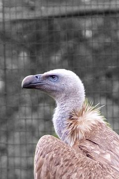 Griffon vulture: en profil by Harm-Jan Martens