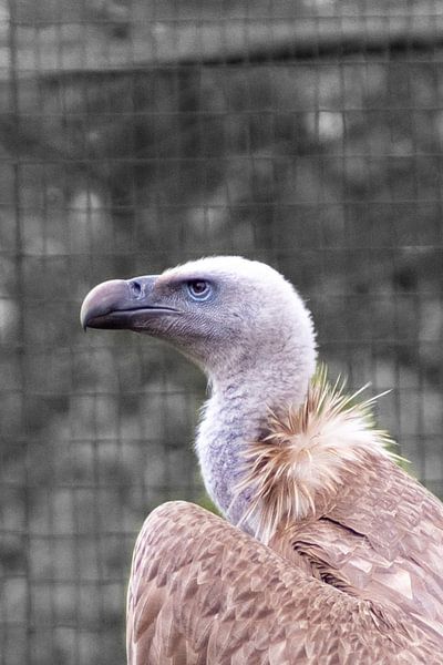 Gänsegeier: im Profil von Harm-Jan Martens