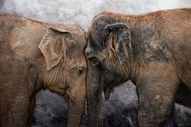 Je t'aime sur Joachim G. Pinkawa