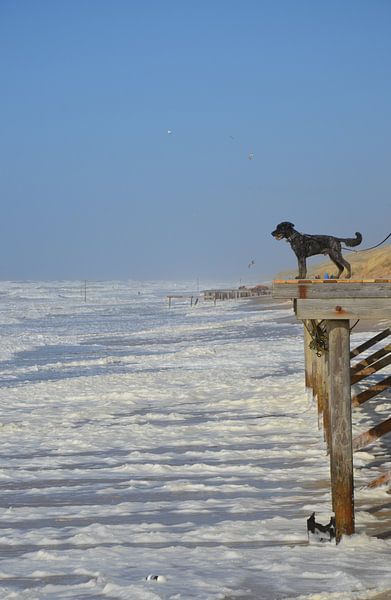 Hond aan zee van Corinna Vollertsen