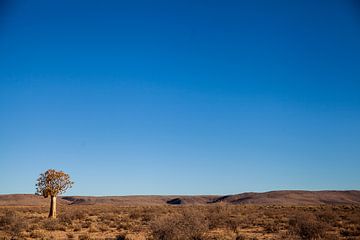 Landschap met eenzame kokerboom in Namibië van Simone Janssen