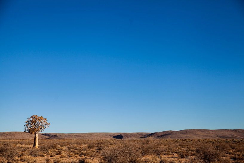 Paysage avec un arbre tubulaire isolé en Namibie par Simone Janssen