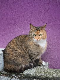 Mon espace sur Lex Schulte