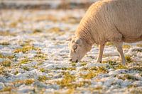 Weidende Schafe im Schnee