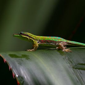 La perle de l'île Maurice sur Lex van Doorn