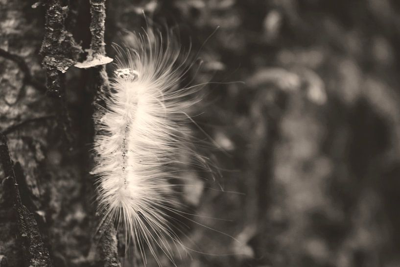 Rups by Annemarie Winkelhagen